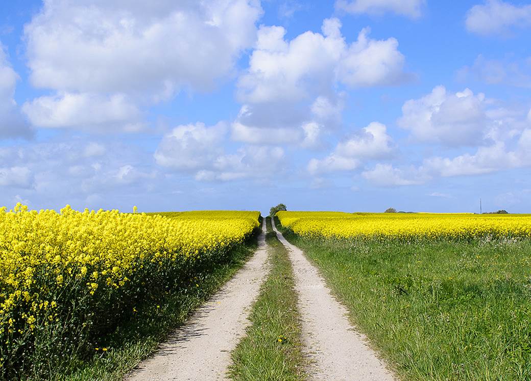 Foto på ett gult rapsfält med blå himmel