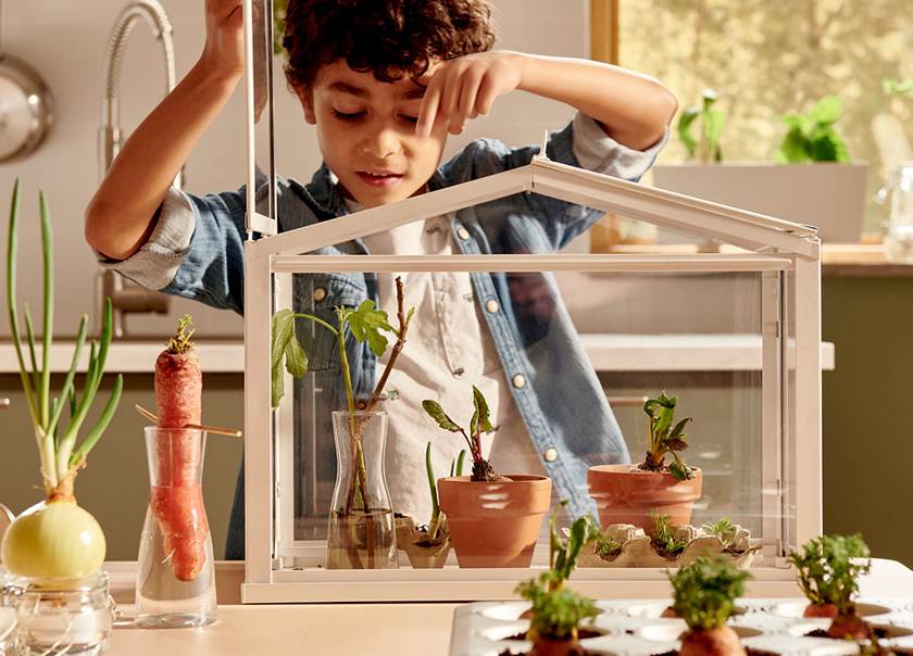 pojke odlar växter i ett minidrivhus