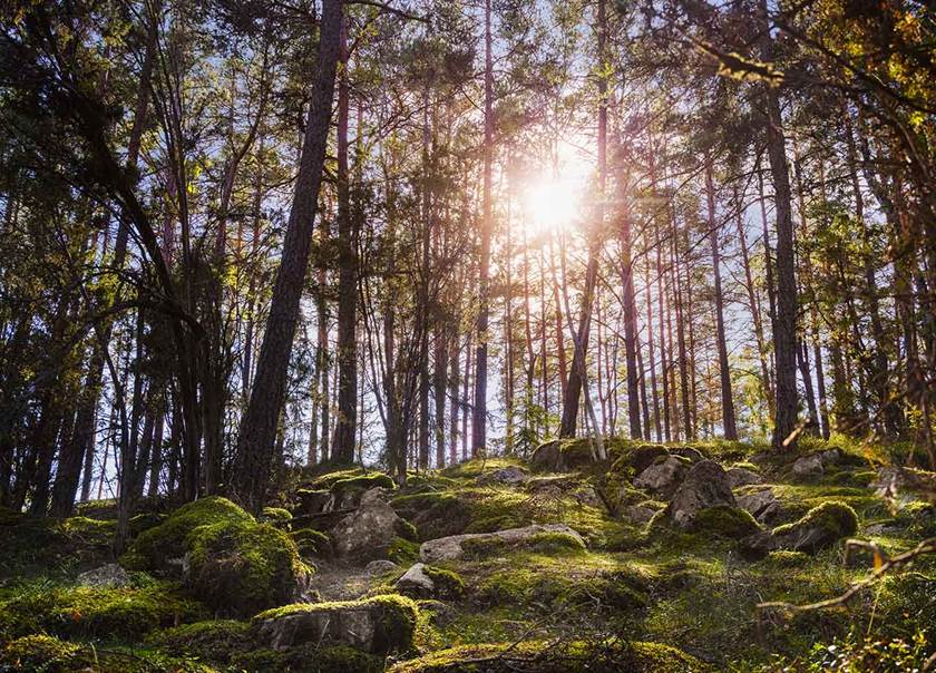 Solen skiner genom träden i skog med mossa och sten på marken.