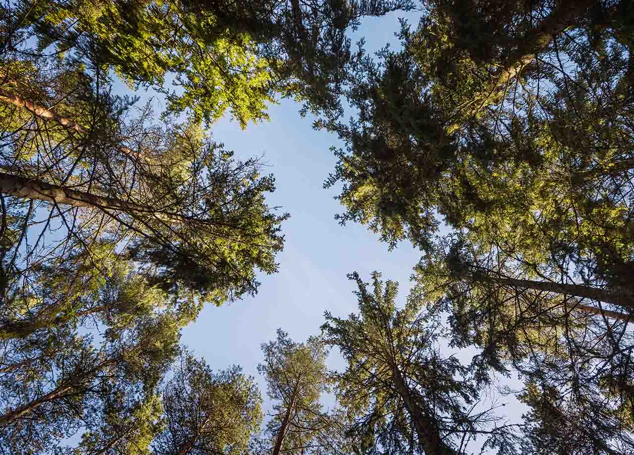 Trädkronor i skog och blå himmel.