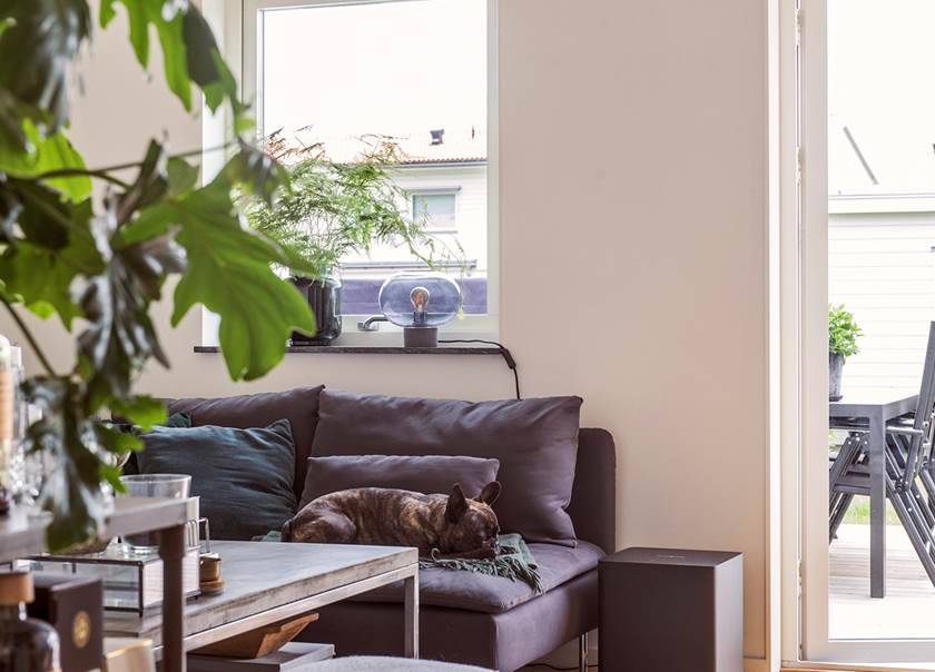Hunden frallan sover på soffan i vardagsrummet hemma hos Johansson-Jonsson som bor i ett BoKlok radhus