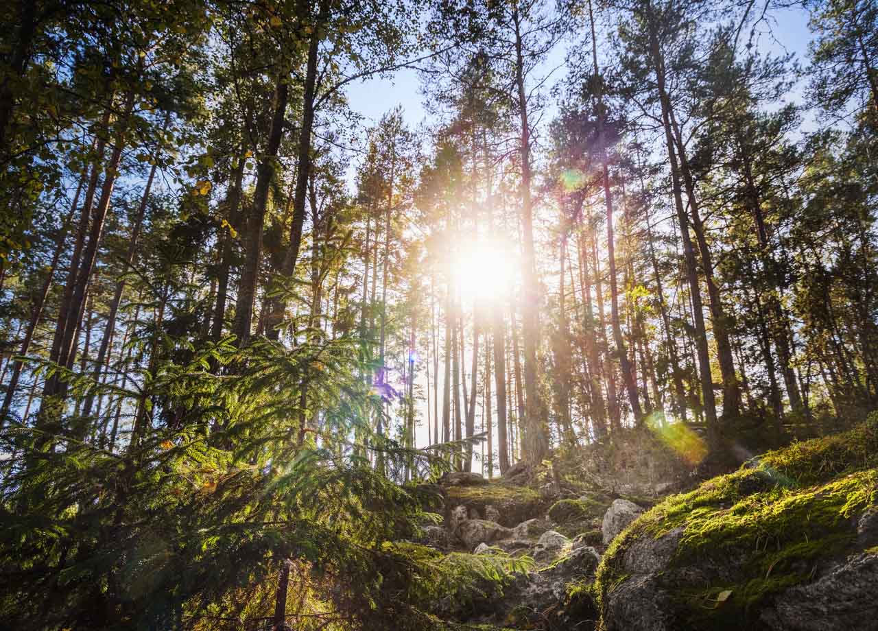 Skog där solen skiner genom träden.