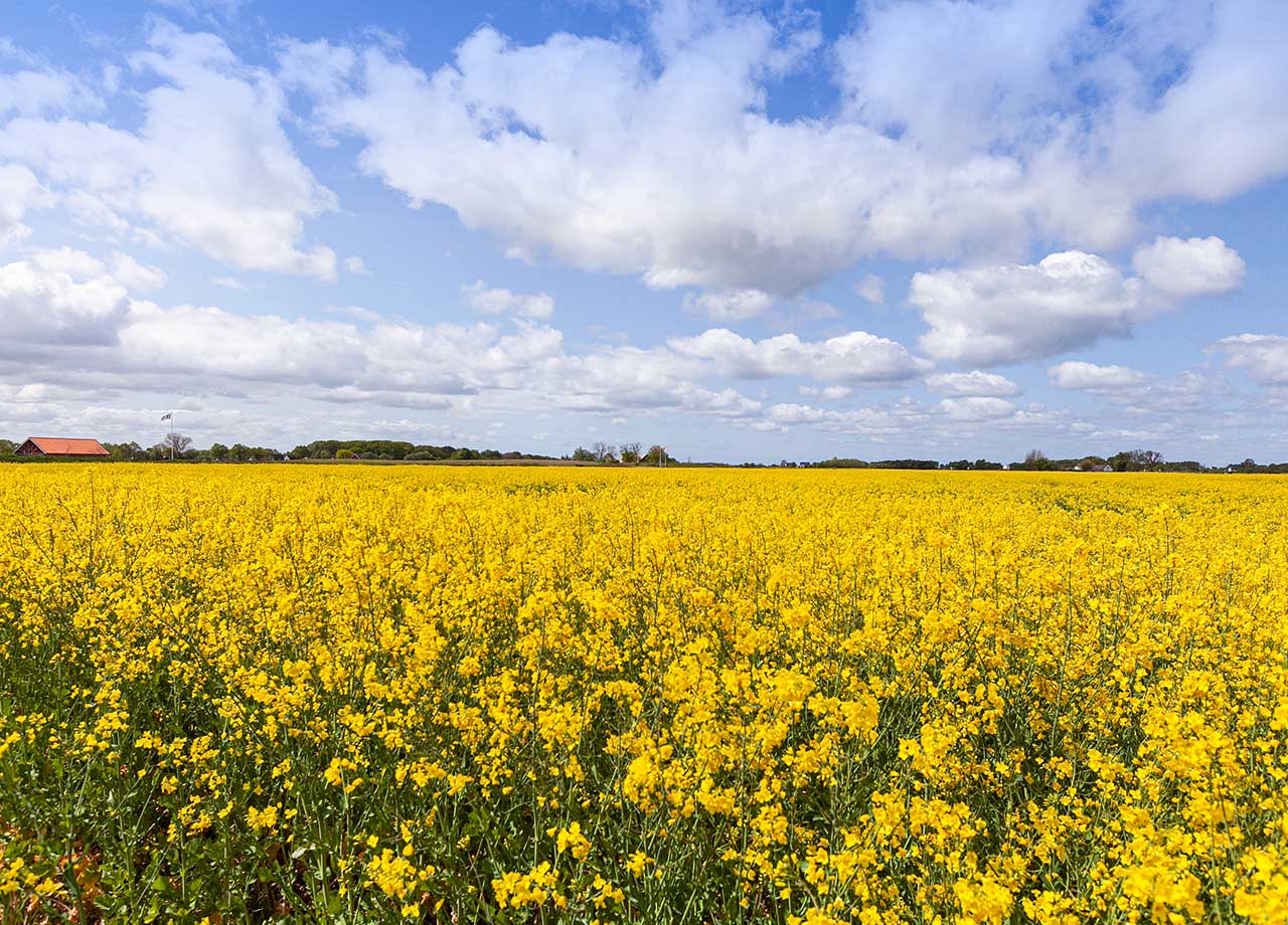 Gult blomstrande rappsfält med blå och lite molning himmel