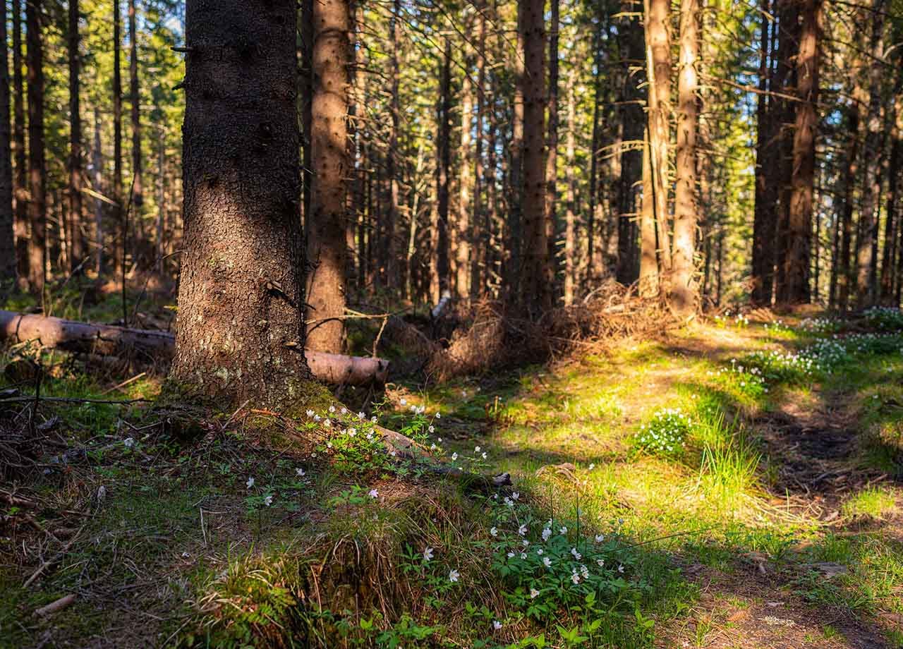 Lummig skog med vitsippor och mossa på marken.