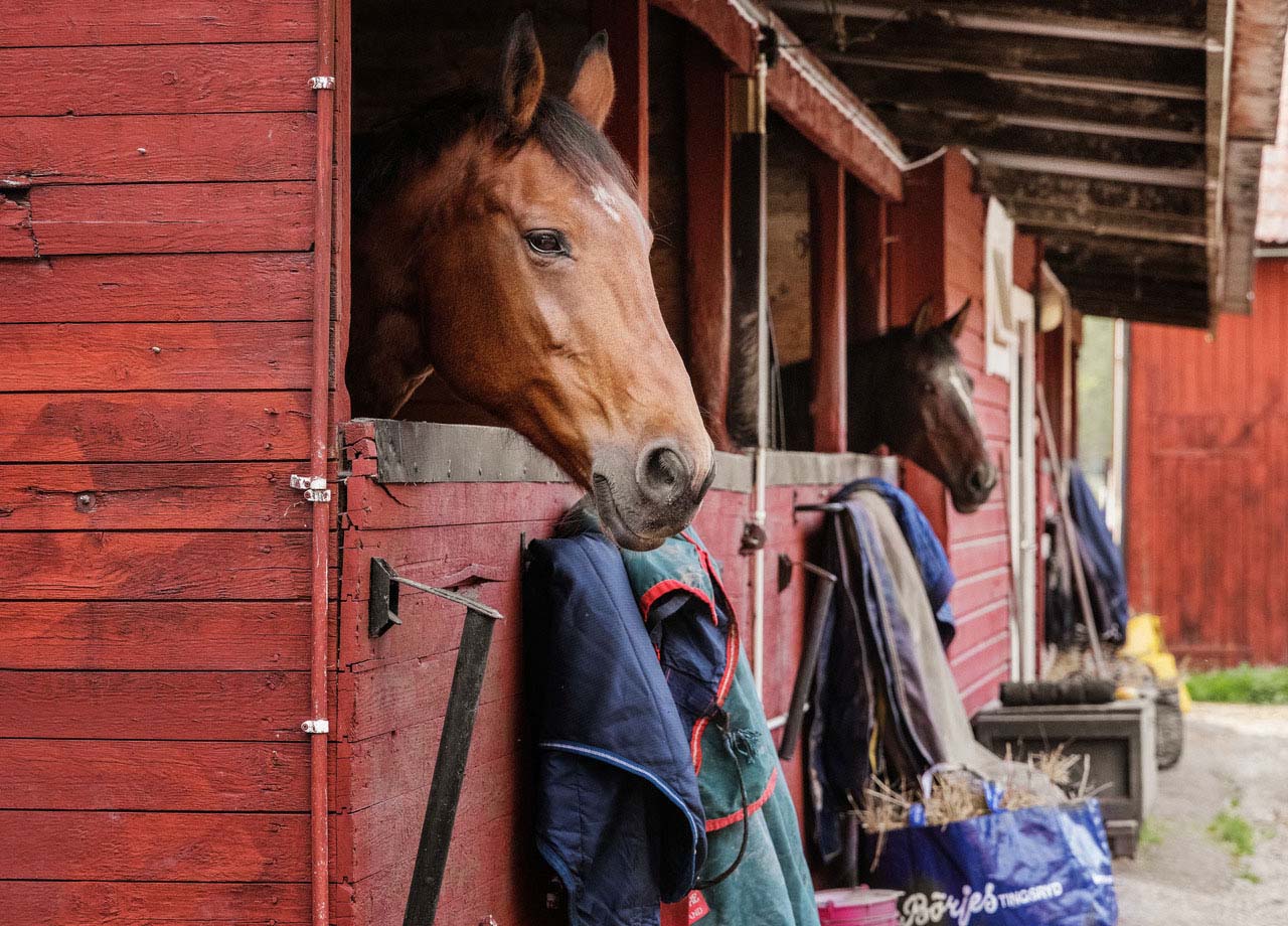 Två hästar som tittar ut från sina röda boxar